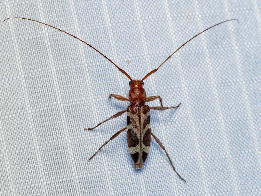 Lasiolepturges dealmeidae