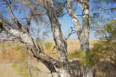 Melaleuca minutifolia