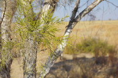 Melaleuca minutifolia