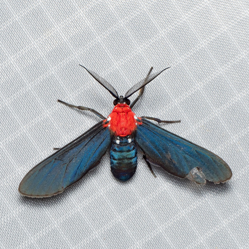Psoloptera thoracica