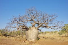Adansonia gregorii