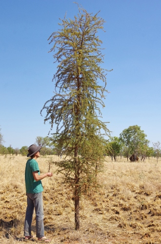 Image of Vachellia suberosa by (c) Thibaud Aronson, some rights reserved (CC BY-SA)