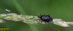 Deraeocoris ater