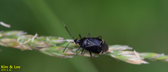 Deraeocoris ater