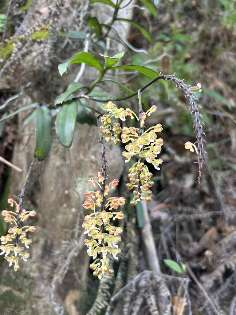 Robiquetia succisa