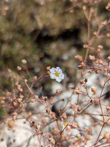 Image of Ivesia santolinoides by (c) Bryce Johnson, some rights reserved (CC BY)