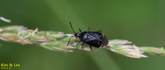 Deraeocoris ater