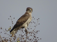 Circaetus beaudouini