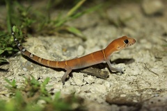 Yucatan Banded Gecko photo 2
