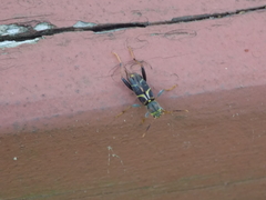 Neoclytus scutellaris