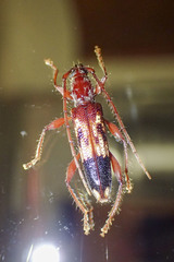 Coptocercus aberrans