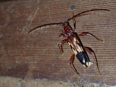 Coptocercus aberrans