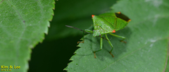 Acanthosoma labiduroides