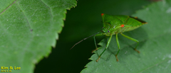 Acanthosoma labiduroides