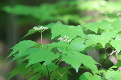 Viburnum acerifolium
