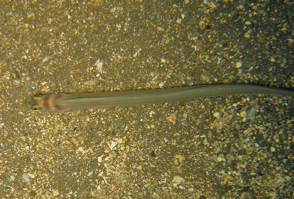 Large-eye conger (Ariosoma marginatum) — Congridae