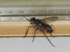 Mintho rufiventris
