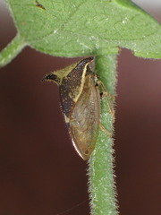 Stictocephala albescens