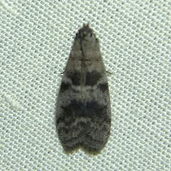 Actrix nyssaecolella