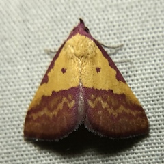 Phytometra rhodarialis