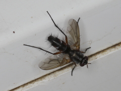 Mintho rufiventris