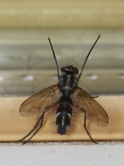 Mintho rufiventris