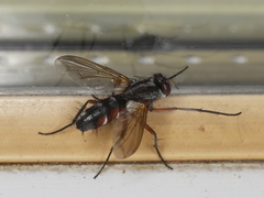 Mintho rufiventris