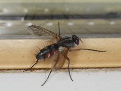 Mintho rufiventris