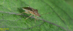 Rhopalus sapporensis