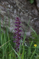 Ajuga pyramidalis pyramidalis