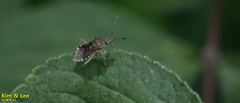 Rhopalus sapporensis