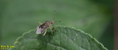 Rhopalus sapporensis