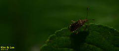 Rhopalus sapporensis