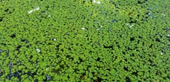 Spirodela polyrhiza