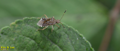 Rhopalus sapporensis