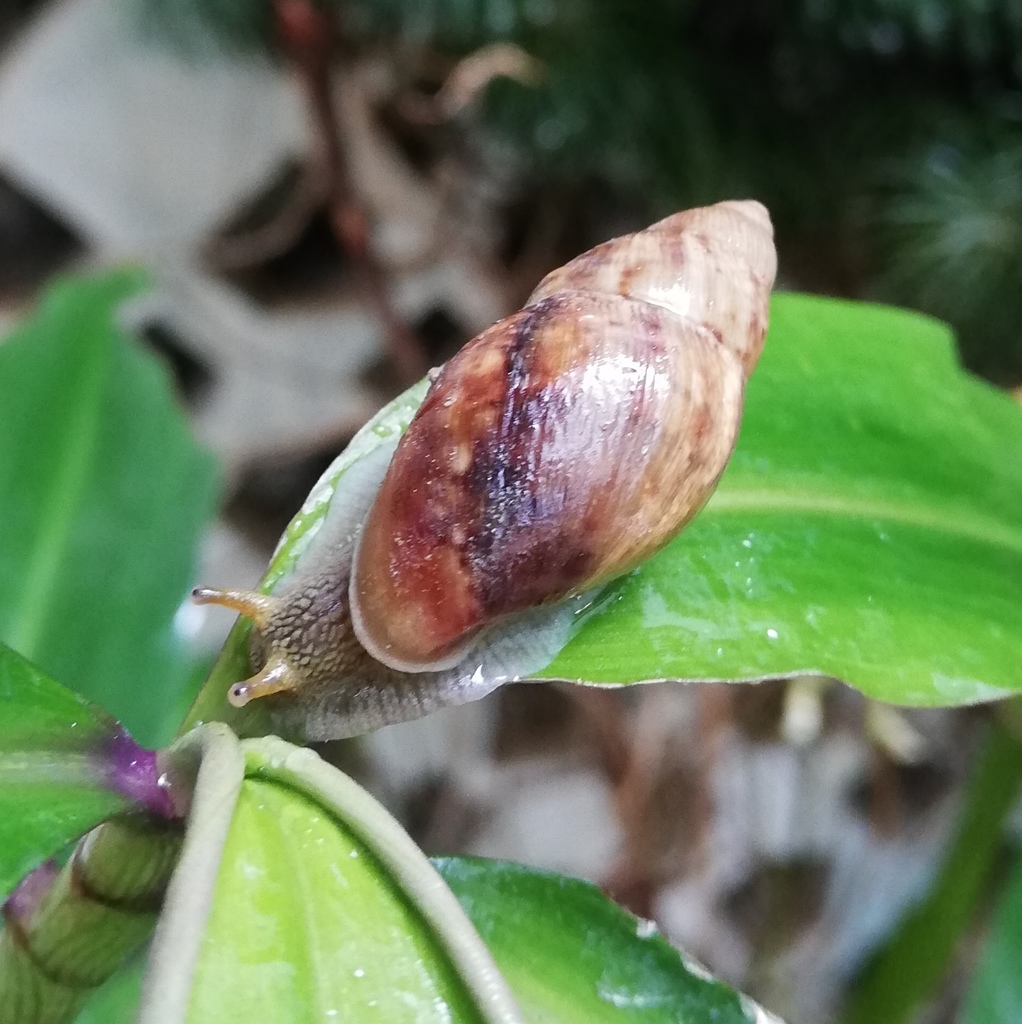 Plekocheilus aurissciuri