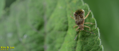 Rhopalus sapporensis