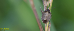 Eysarcoris ventralis