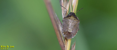 Eysarcoris ventralis