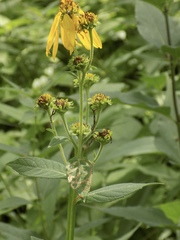 Verbesina helianthoides