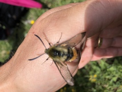Hemaris tityus