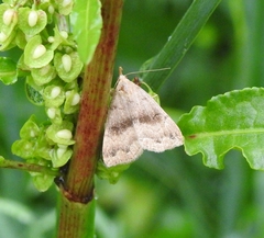 Phalaenostola eumelusalis