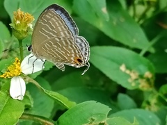 Jamides alecto dromicus