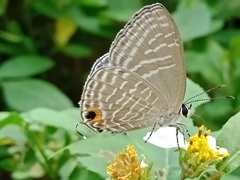 Jamides alecto dromicus