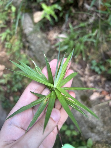 Image of Carex phyllocephala by (c) eustreptospondylus, some rights reserved (CC BY)