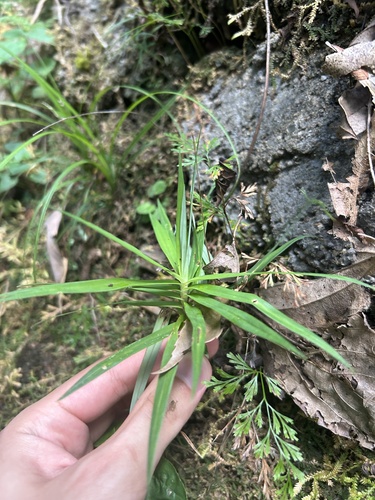 Image of Carex phyllocephala by (c) eustreptospondylus, some rights reserved (CC BY)
