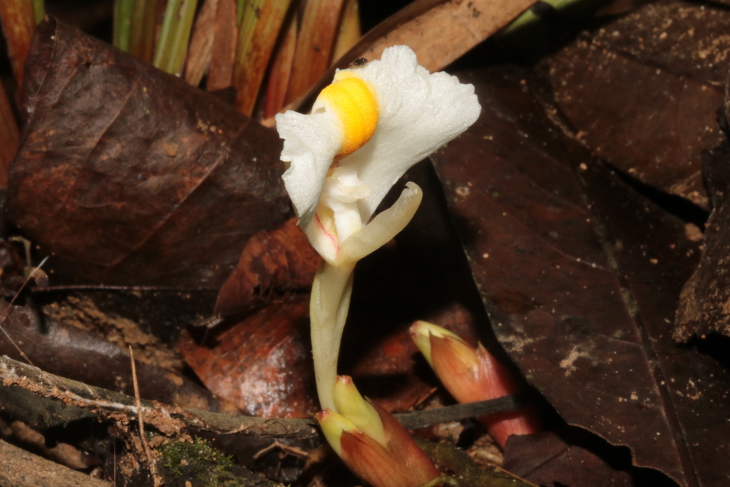 Wurfbainia schmidtii (Wurfbainia schmidtii)