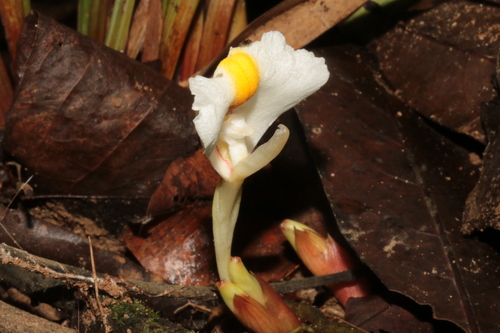 Wurfbainia