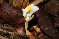 Wurfbainia schmidtii