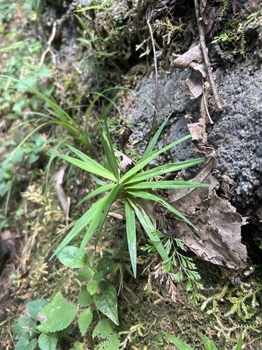 Palm sedge (Carex phyllocephala)
